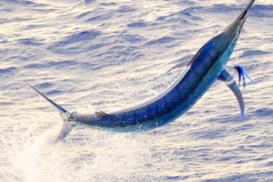 Pourquoi est-il nécessaire d'assurer sa barque de pêche ? - MaxiPeche