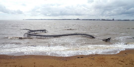 Le squelette d'un Macoui, découvert à St Brévin en Loire-Atlantique