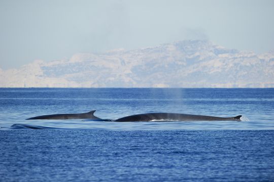 Journée en mer pour découvrir baleines et dauphins