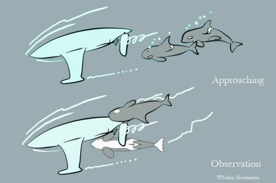 Interactions des orques © Pelagis