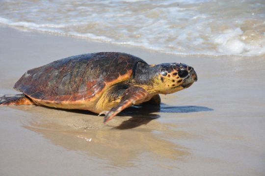 L'aquarium de la Rochelle se charge des tortues