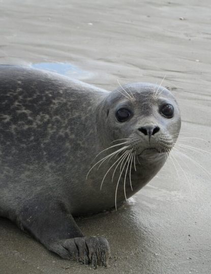 Les mammifères marins sont du ressort de Pelagis