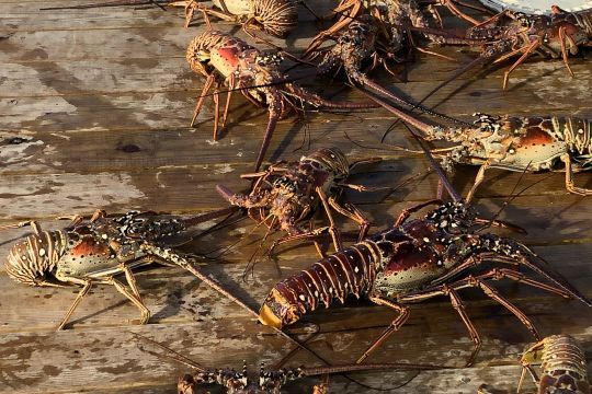 Langoustes d'Anegada