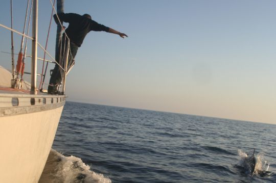 Découverte des dauphins en navigation