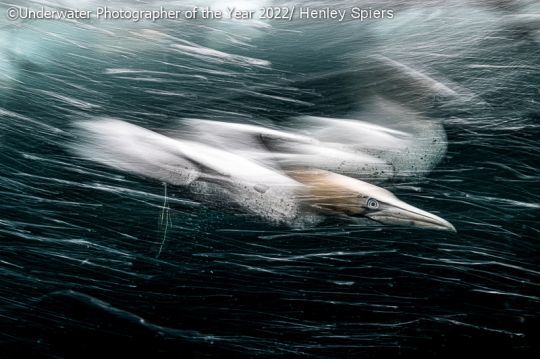 Gannet Storm © Henley Spiers (Royaume-Uni)