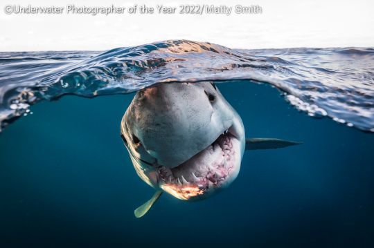Une requin blanc de 3,5 m approche avec curiosité de mon objectif © Matty Smith (Australie)