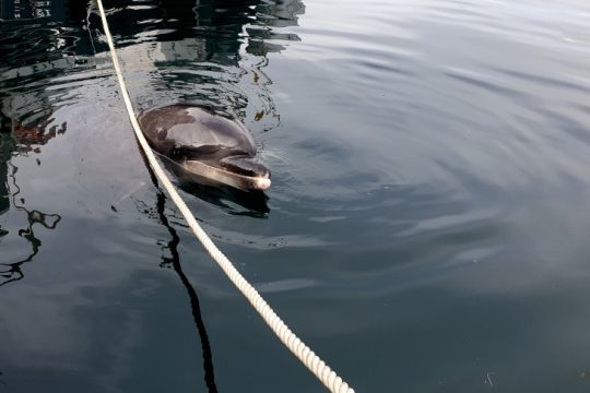 Un grand dauphin dans le port de Brest