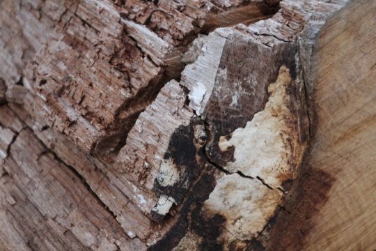 Le bois attaqué au coeur par les champignons
