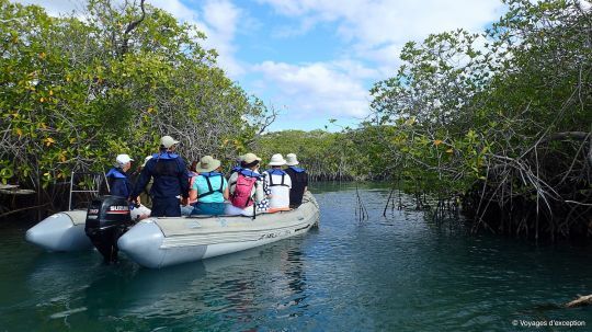Sortie en Zodiac pour explorer la mangrove
