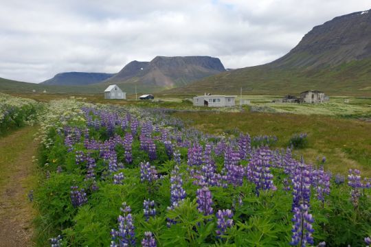 Découverte des fjords de l'ouest en Islande