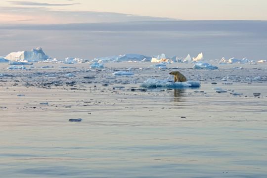 L'ours sur la plaque de glace à l'est du Groenland