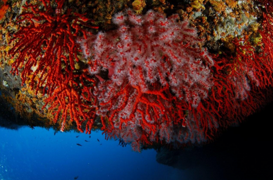 Coraux sur plafond de grotte sous-marine © corail-rouge.com