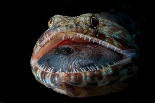 La bouche ouverte d'un poisson-lézard révèle une surprise © Jack Pokoj