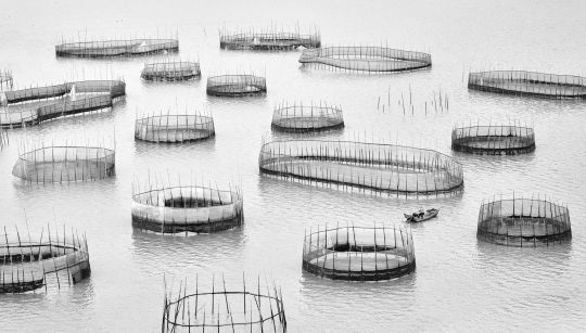 Clôtures de pêche artisanale en Chine © Jingyi Wang
