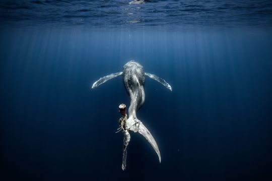 Cette photo d'une baleine à bosse qui meurt lentement et douloureusement après avoir été empêtrée dans des cordes et des bouées, rendant sa queue complètement inutile est le fruit du photographe mexicain Alvaro Herrero López-Beltran. Il explique : "L'image est une triste métaphore de la mort lente et douloureuse que nous causons à notre planète et aux océans. Cela a été le moment le plus triste que j'ai vécu dans l'océan."