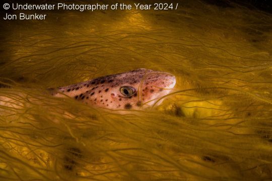 "Requin-chat" dans les algues de Jon Bunker a été prise sur le le récif de Chesil Cove en été, les algues recouvrant les galets. Un requin-chat endormi ne savait pas trop quoi penser du photographe