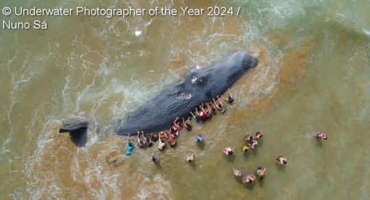 "Sauver Goliath" du portugais Nuno Sa, montre une baleine échouée sur la plage la Costa da Caparica, juste en face de Lisbonne. L'animal blessé a finalement rendu l'âme bien que des dizaines de baigneurs aient essayé de la pousser