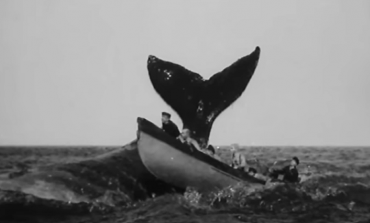 Harponnage d'une baleine