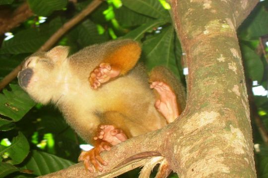 Singe sur l'ïlet La Mère