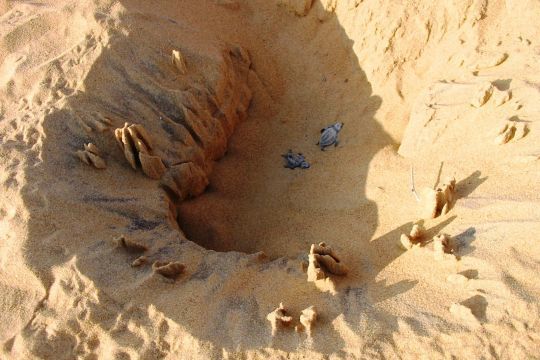 Nid de tortues sur la plage