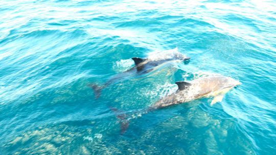 Accueillis par les dauphins dans le Connemara