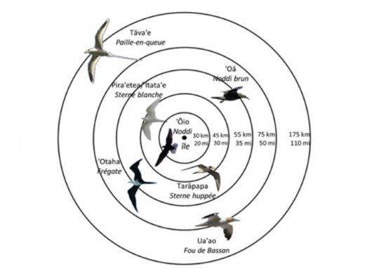 Carte du rayon d'action des oiseaux avec les distances maximales parcourues par chaque espèces © Tainui Friends of Hokule'a, Pew Polynésie