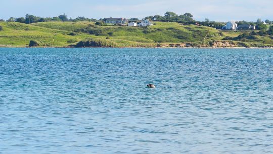 Un phoque dans the pool, mouillage de Killala Bay