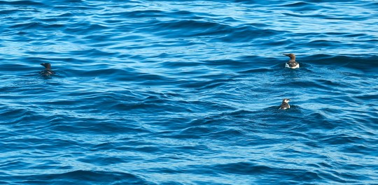 Guillemot de Troïl et Pingouin Torda initient leurs petits à se nourrir en mer.