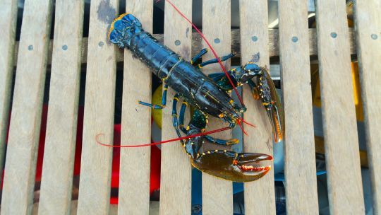 Homard pêché au casier à Silver Sand Bay