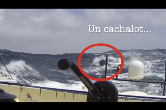 Un cachalot victime d'une collision avec l'IMOCA de Kito de Pavant sur le Vendée Globe 2016