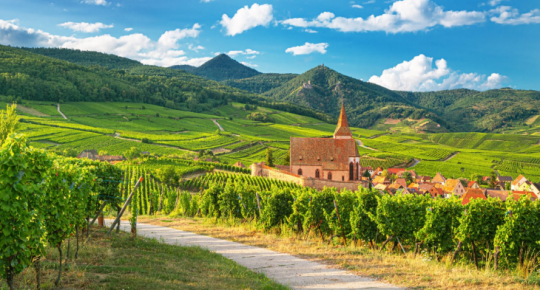 Vignoble d'Alsace &copy; La Revue du vin de France