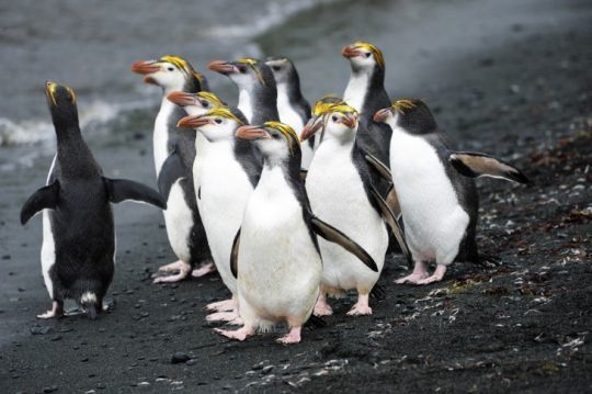 Subantarctique © Margot Sib