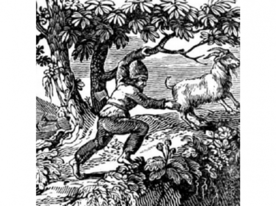 Selkirk chassant une chèvre