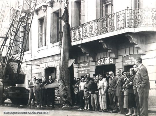 Un très grand specimen pêché devant le port de Sète