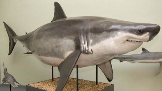 Le requin est expos&eacute; au mus&eacute;e de zoologie de Lausanne