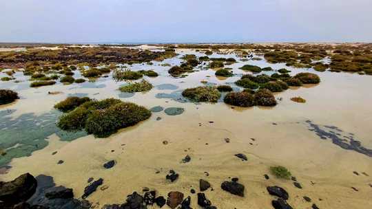 &eacute;tonnante flore de la lagune de Lobos