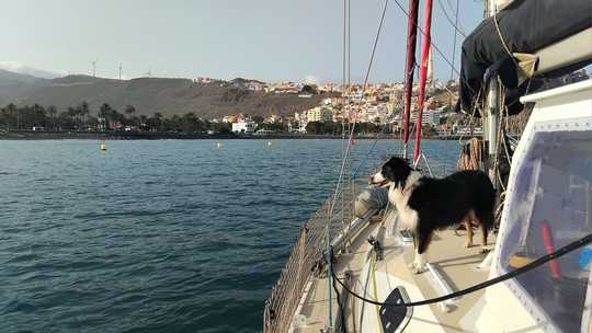 Oban, notre Border Collie, fid&egrave;le &eacute;quipi&egrave;re de cette navigation depuis Lorient