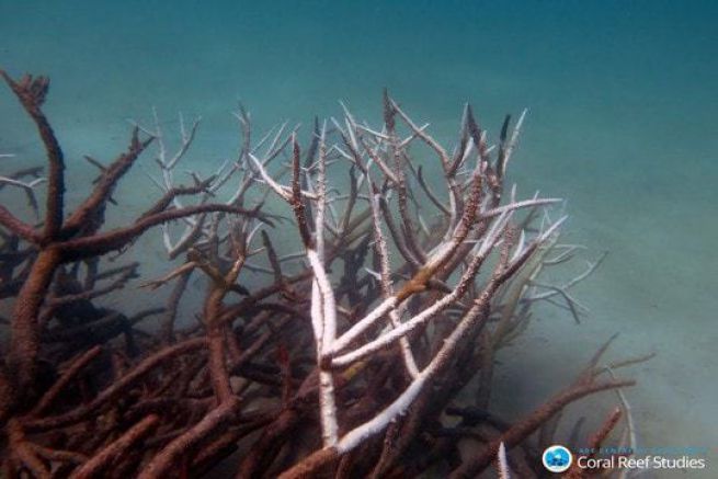 Le corail corne de cerf mourant ou mort, centre de la Grande Barrire de Corail, Mai 2016