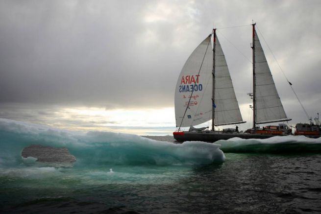 Tara navigue sous spi en Antarctique