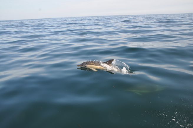 Des dauphins communs au sud des Glnan