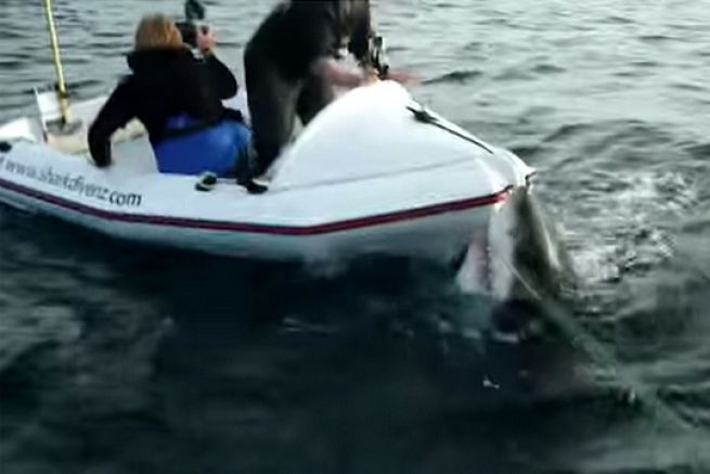 Un grand requin blanc terrorise deux reporters animaliers