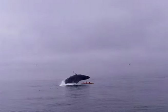 Une baleine saute sur un kayak