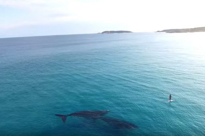 Deux baleines bleues rencontrent un paddle boarder en Australie