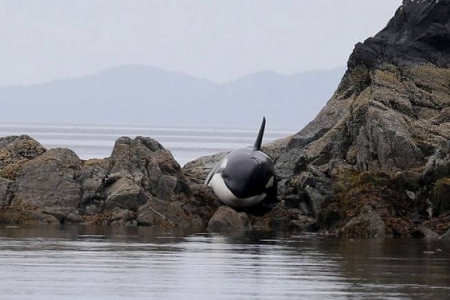 L'orque coince dans les rochers