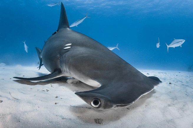 Les plus belles photos de requins du World Shootout 2015 (3/4)