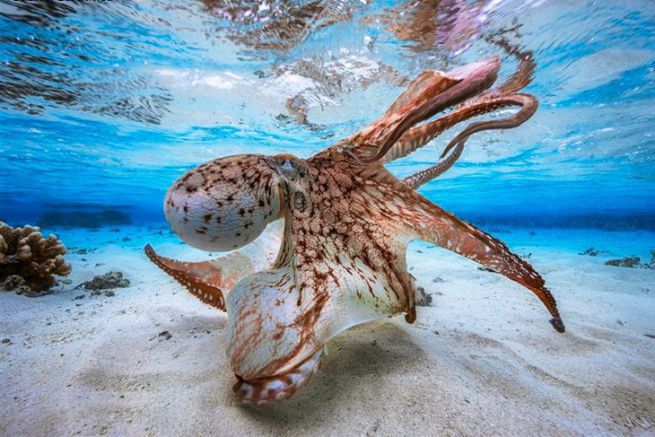 Dancing Octopus par Gabriel Barathieu