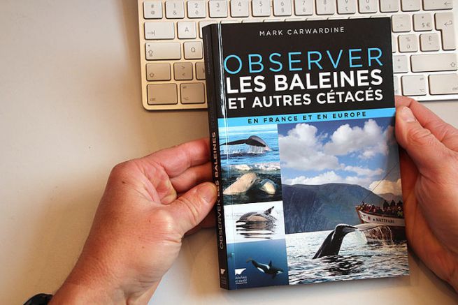 Observer les baleines et autres ctacs, en France et en Europe