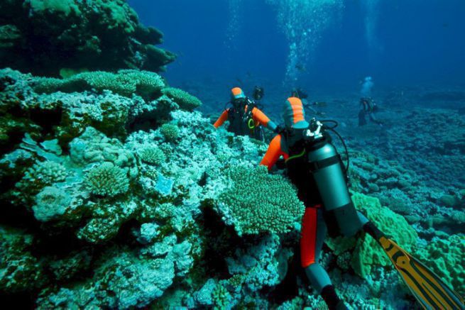 Etude des coraux