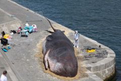 Une baleine choue sur les quais de Seine