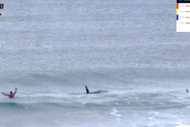 Des orques s'invitent en pleine comptition de surf